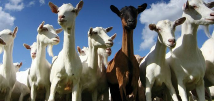 Goat Choir
